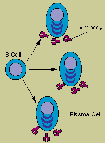 B Cells