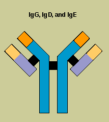 IgG, IgD, and IgE