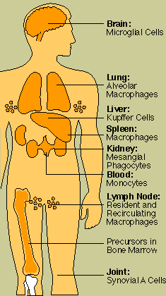 Phagocytes in the Body