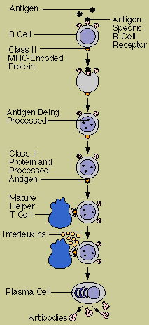 Activation of B Cells to Make Antibody