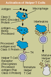Activation of T Cells: Helper