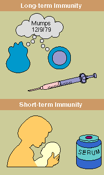 Immunity: Short- and Long-Term Cell Memory