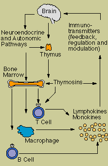 The Immune System and the Nervous System