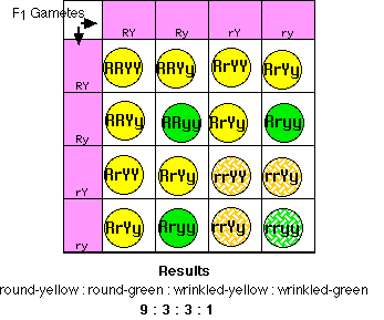 https://www.dnai.org/media/bioinformatics/ccli/CD/miscellaneous/linkagemapping4_files/DihybridCross.gif