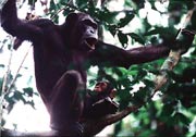 Chimpanzee