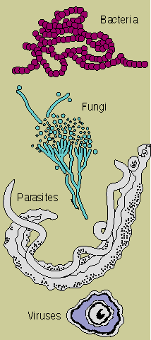 The Immune System