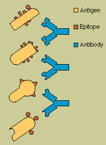 Markers of Non-Self