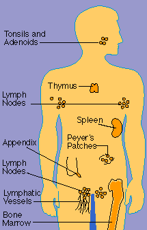 Organs of the Immune System
