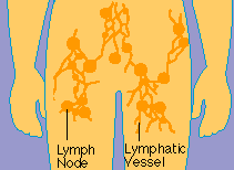 Lymphatic System