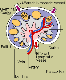 Lymph Node