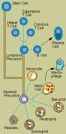 Cells of the Immune System