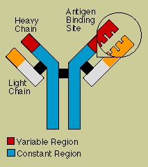 Antibody