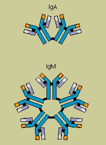 IgA and IgM