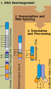 Antibody Genes