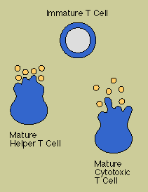 T Cells