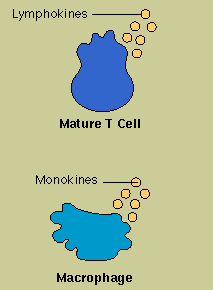 Cytokines