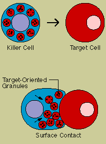 Natural Killer Cells