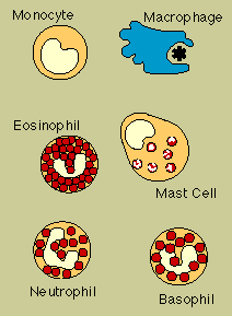 Phagocytes and Granulocytes