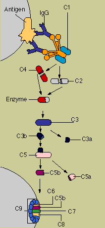 Complement