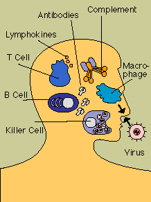 Mounting an Immune Response