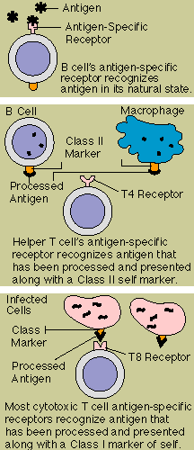 Antigen Receptors