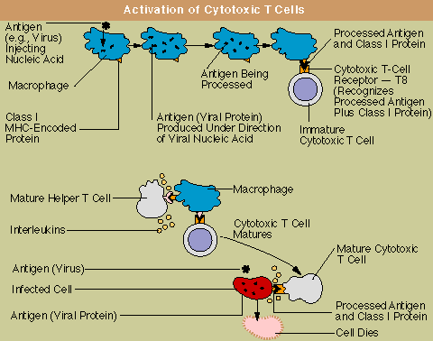 Activation of T Cells: Cytotoxic