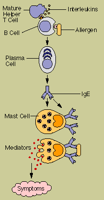 Disorders of the Immune System: Allergy