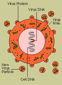 Disorders of the Immune System: AIDS