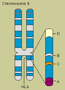 Human Tissue Typing for Organ Transplants