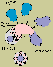 Immunity and Cancer
