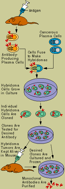Hybridoma Technology