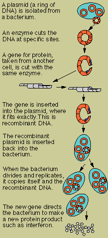 Genetic Engineering