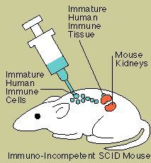 The SCID-hu Mouse